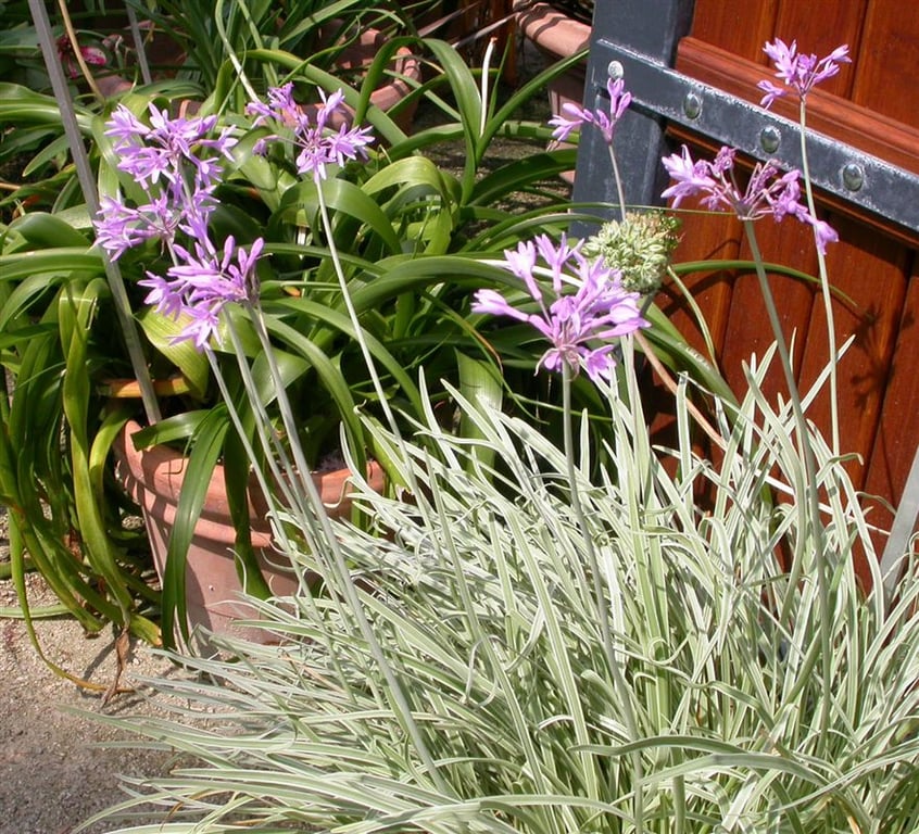 Tulbaghia violacea