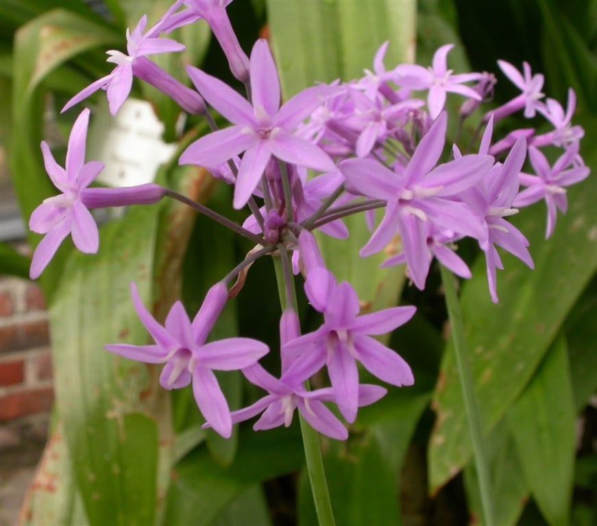 Tulbaghia violacea - Afbeelding 2