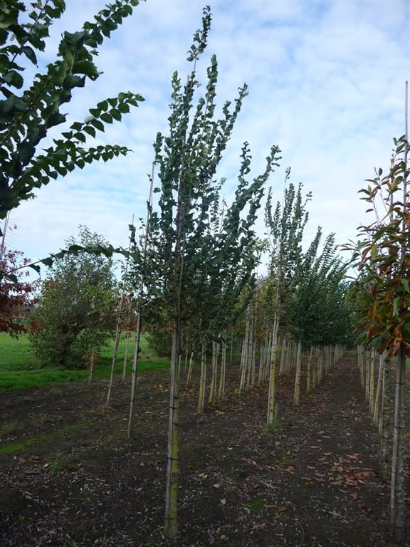 Ulmus 'Columella'