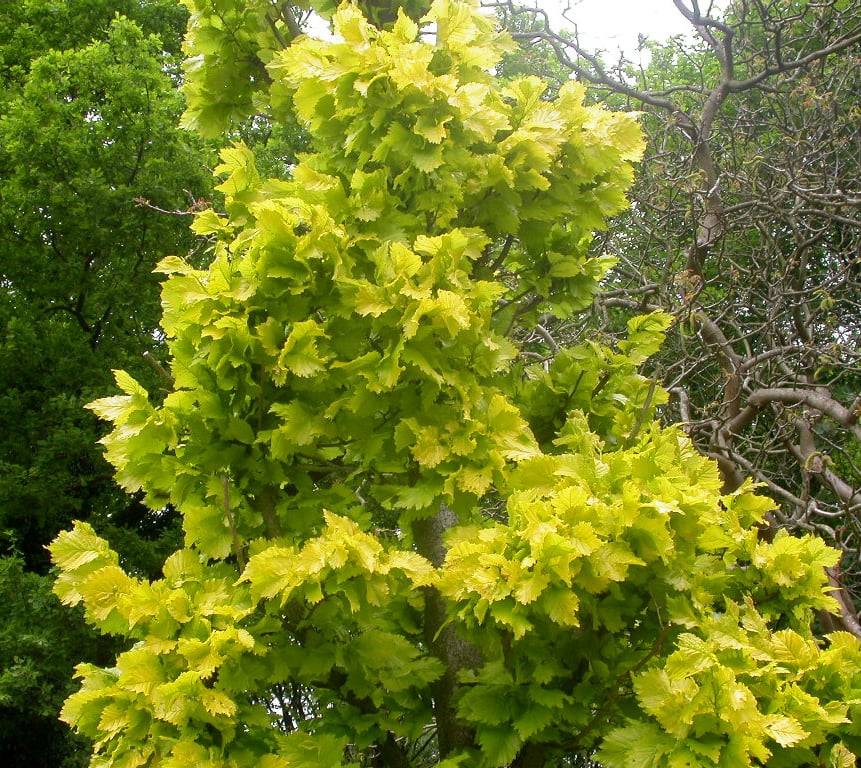 Ulmus holl. 'Wredei'