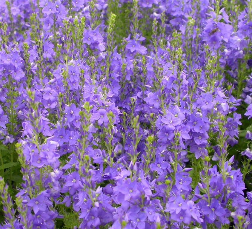 Veronica austr. 'Knallblau'