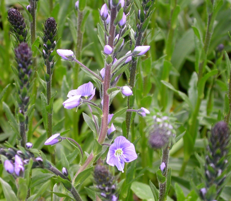 Veronica gentianoides