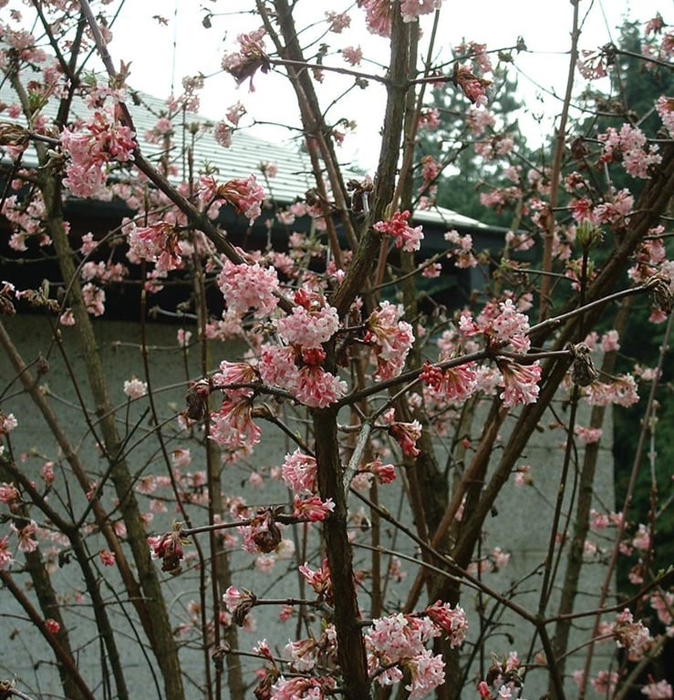 Viburnum bodn. 'Charles Lamont'