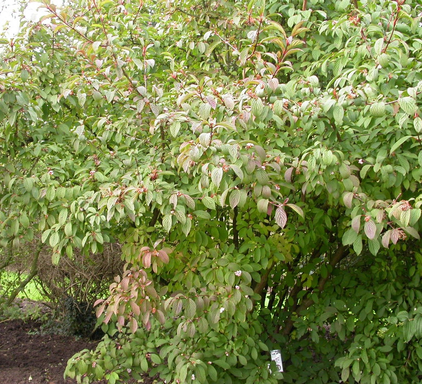 Viburnum bodn. 'Dawn'