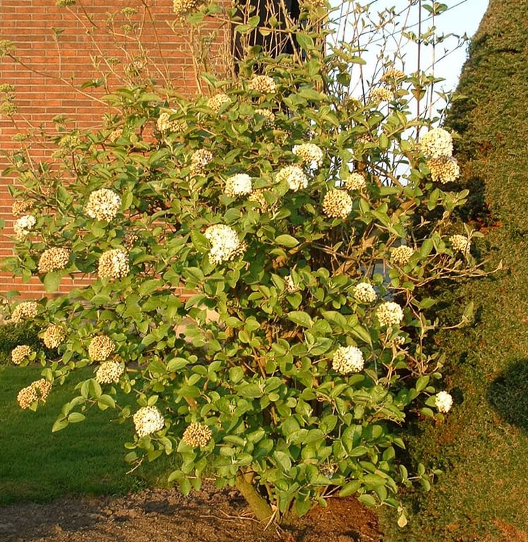 Viburnum carlcephalum
