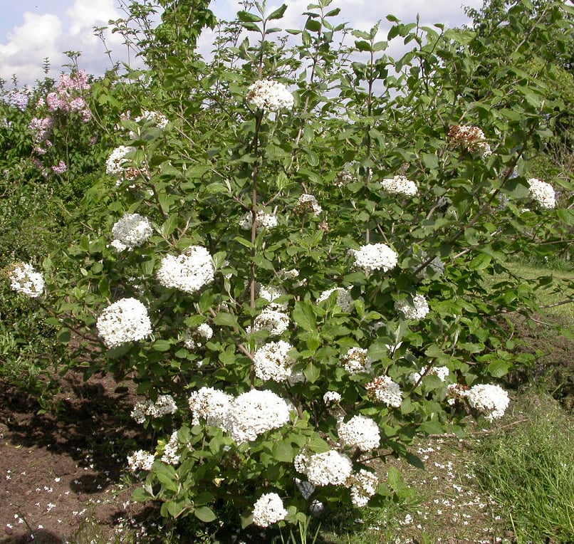 Viburnum carlesii