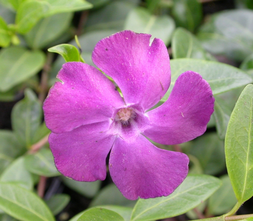 Vinca minor 'Atropurpurea'