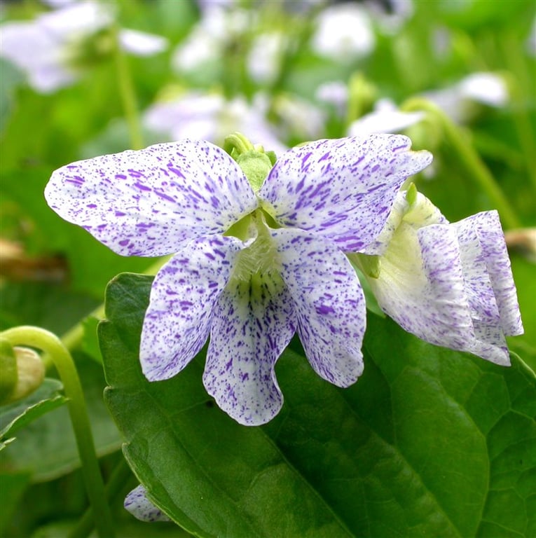 Viola sororia 'Freckles'