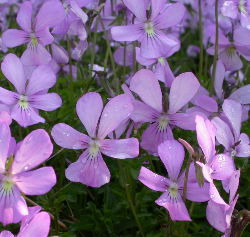 Viola 'Victoria's Blush'