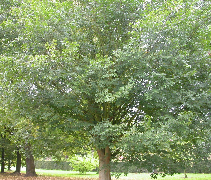 Zelkova carpinifolia