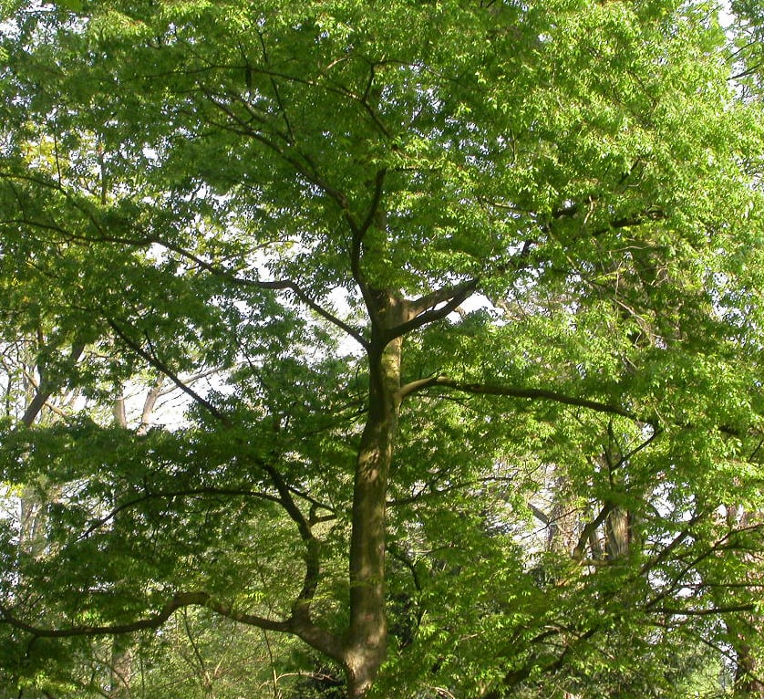 Zelkova serrata